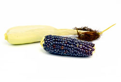 Bio-Popcornmais ‘NegroCine’