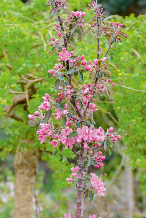Säulemnapfel ‘Maypole’