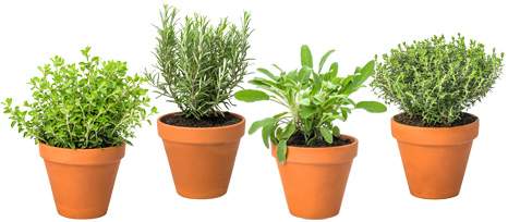 Oregano, Rosmarin, Salbei und Thymian