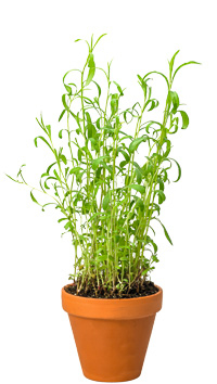 Estragon