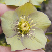 Schneerose