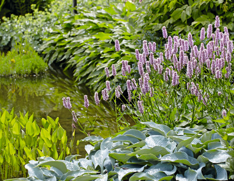 Wiesenknöterich