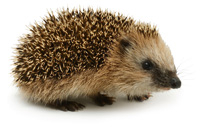 Igel am Seerosenteich