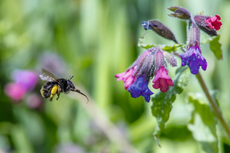 Wildbienenarten