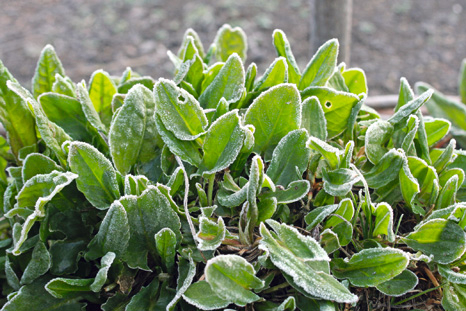 Salatkräuter zur Winterernte