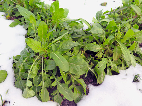 Rucola