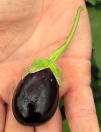 Mini-Aubergine Minny