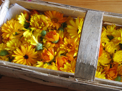Ringelblumen-Blüten