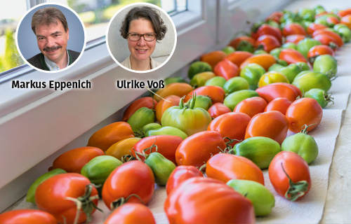 Tomaten, Paprika, Kürbis, Ernte