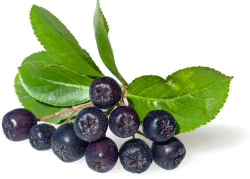 Apfelbeere, Früchte, Dolde
