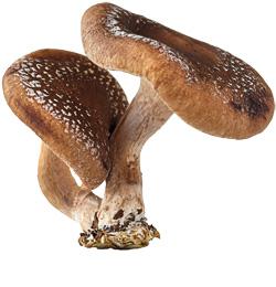Shiitake