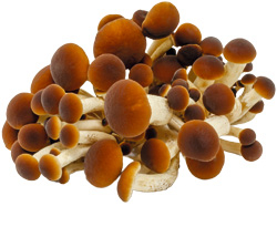 Samthaube