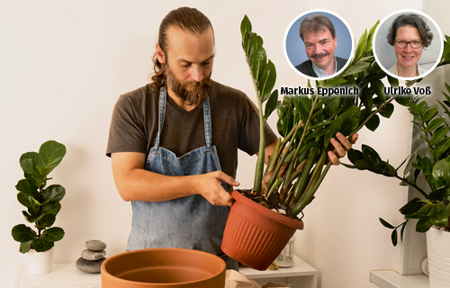 Kübelpflanzen umtopfen