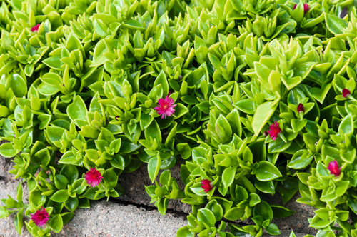 Ausdauerndes Eiskraut