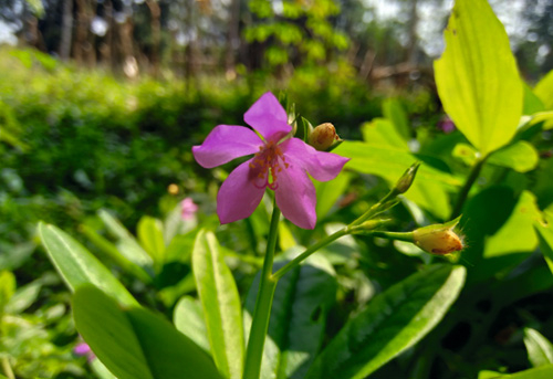 Erd-Ginseng