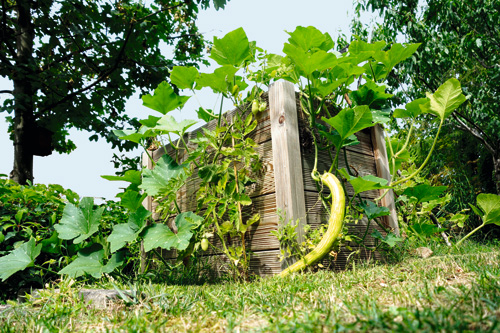 Rank-Zucchini