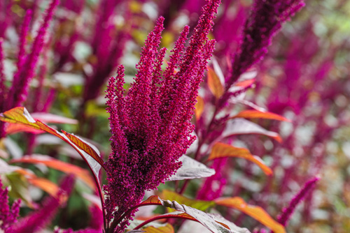 Amaranth