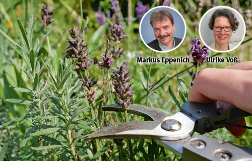 Lavendel schneiden
