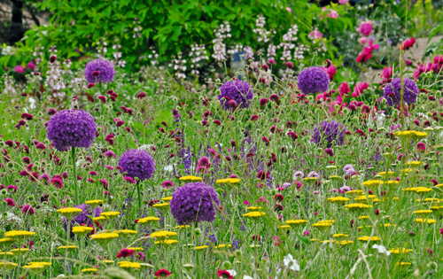 Lauch, Gold-Garbe, Witwenblume und Salbei