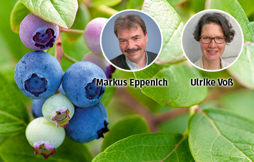 Expertentipp – Heidelbeerernte sichern