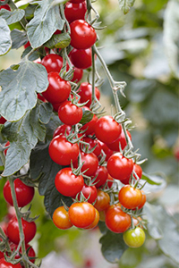 Tomaten