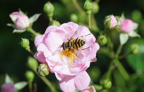 Schwebfliege auf Rose