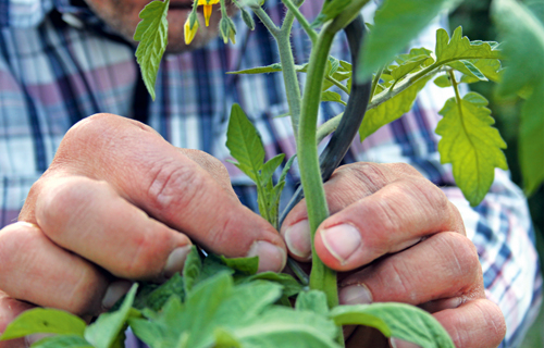 Ausgeizen von Seitentrieben bei der Tomate