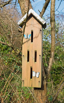 Schmetterlingskasten