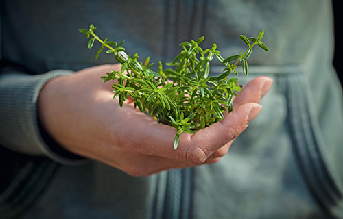 Aroma fürs ganze Jahr