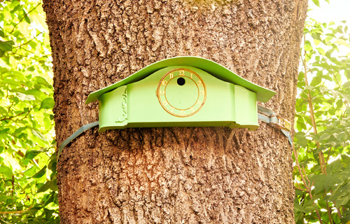 Fertiger Uhrennistkasten an einem Baum befestigt