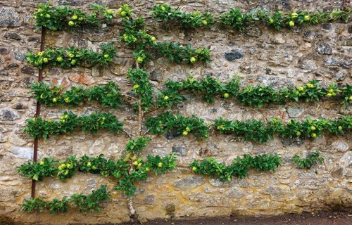 Spalierobstbaum an einer Wand
