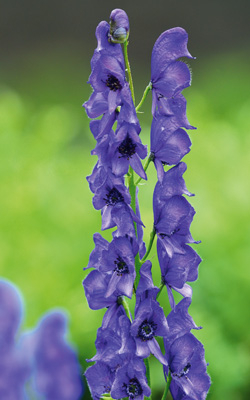 Blauer Berg-Eisenhut