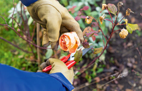 Schutzkleidung Gartenhandschuhe beim Beschneiden von Rosen im Einsatz