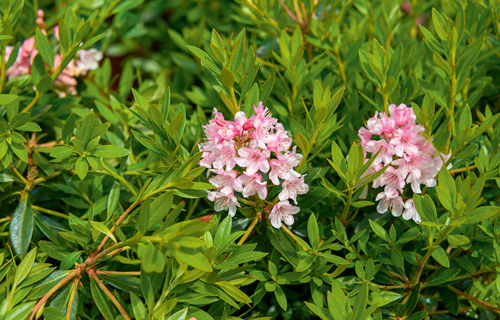 blühender Rhododendron