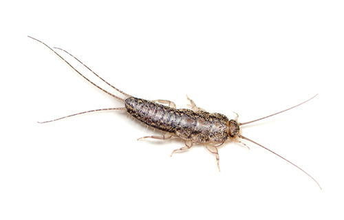 Silberfisch