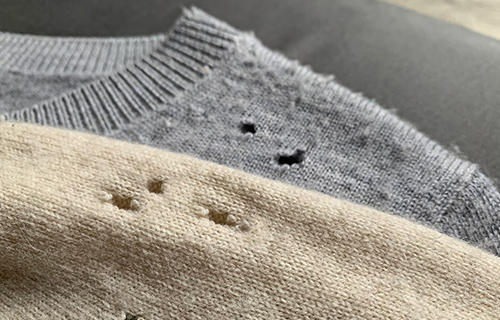 Lochfraß in Wollpullovern deutet auf einen Kleidermottenbefall hin.