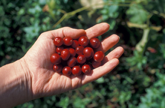 Kulturpreiselbeeren (Cranberries)