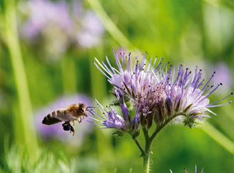 Bienenweide (Phacelia)