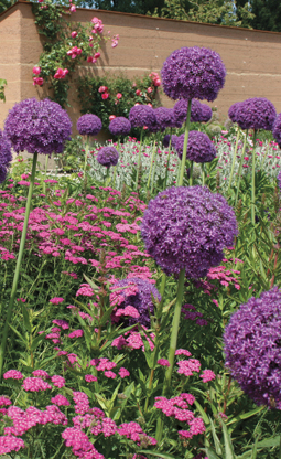 Riesen-Lauch (Allium giganteum) und rote Schafgarbe (Achillea)