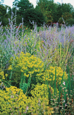 Steppen–Wolfsmilch (Euphorbia seguieriana)