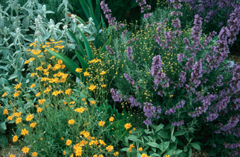 Wüsten-Goldaster (Eriophyllum lanatum) und Katzenminze (Nepeta x faassenii ‘Walkers Low’)