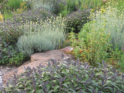 Currykraut (Helichrysum) und Salbei (Salvia officinalis)