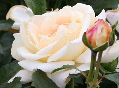 ‘Hermann-Hesse-Rose’