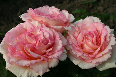 Edelrose ‘Souvenir de Baden-Baden’