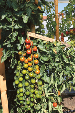 Veredelte Tomatenpflanzen
