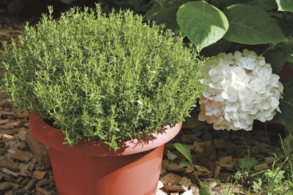 Thymus vulgaris ‘Faustini’