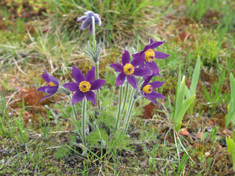 Küchenschellen-Blüte (Pulsatilla)