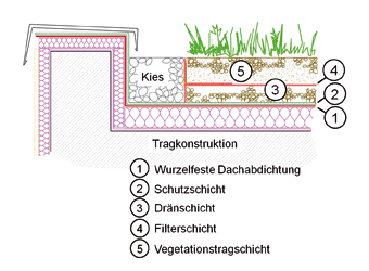 Schematischer Schnitt durch ein extensiv begrüntes Dach