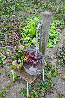 Wasserzapfstelle als Gemüse-Waschplatz
