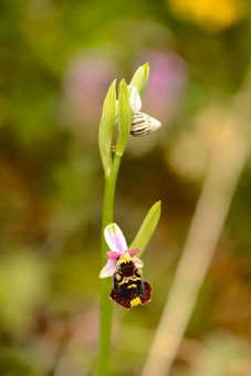 Ragwurz-Orchideen